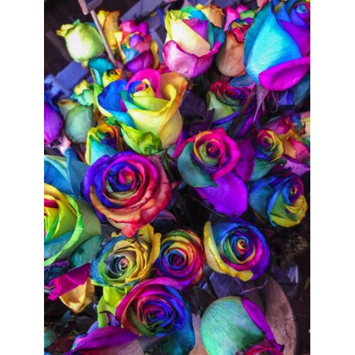 Roses Thumbnail