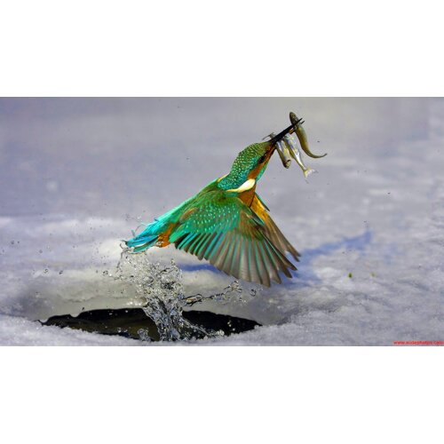 Bird 2 Thumbnail